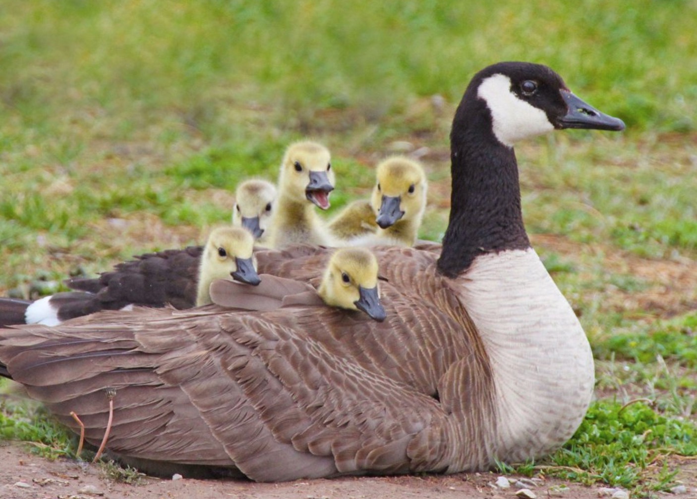 Wildlife officer rescues stranded geese from roof of Utah charter school