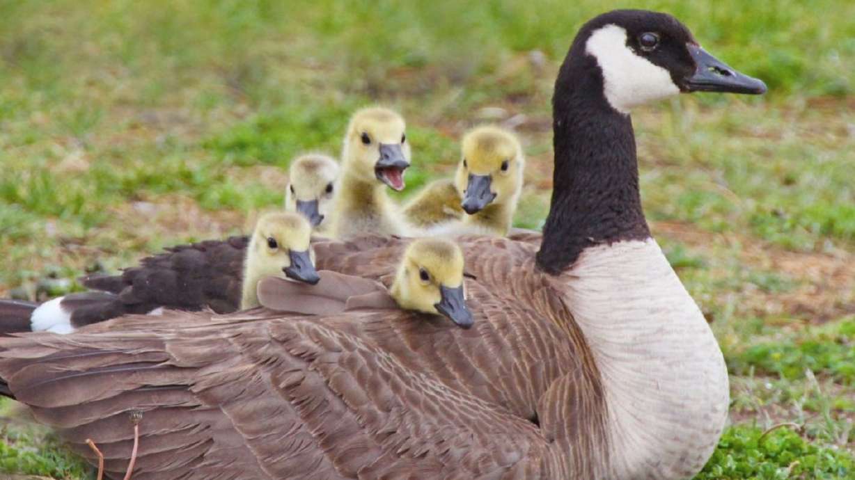 Wildlife officer rescues stranded geese from roof of Utah charter school