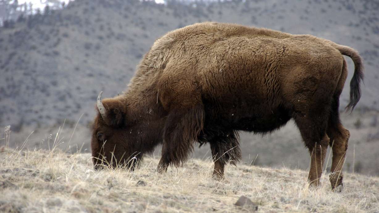 Congress votes to designate bison as national mammal