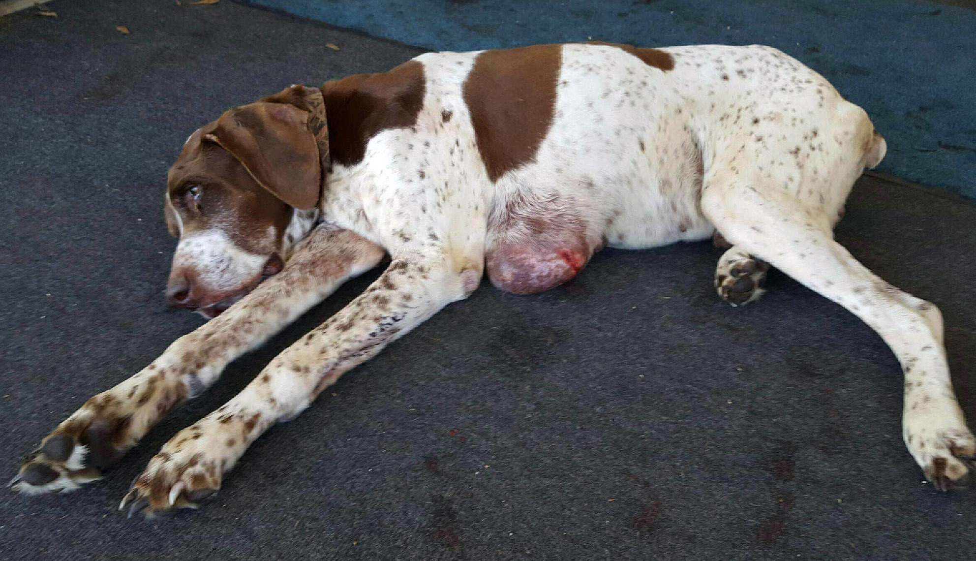 Dog missing 10 years found in Alabama, returning to owner