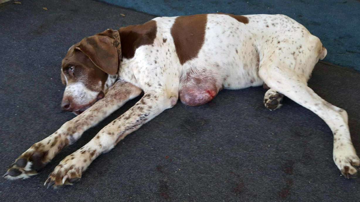 Dog missing 10 years found in Alabama, returning to owner