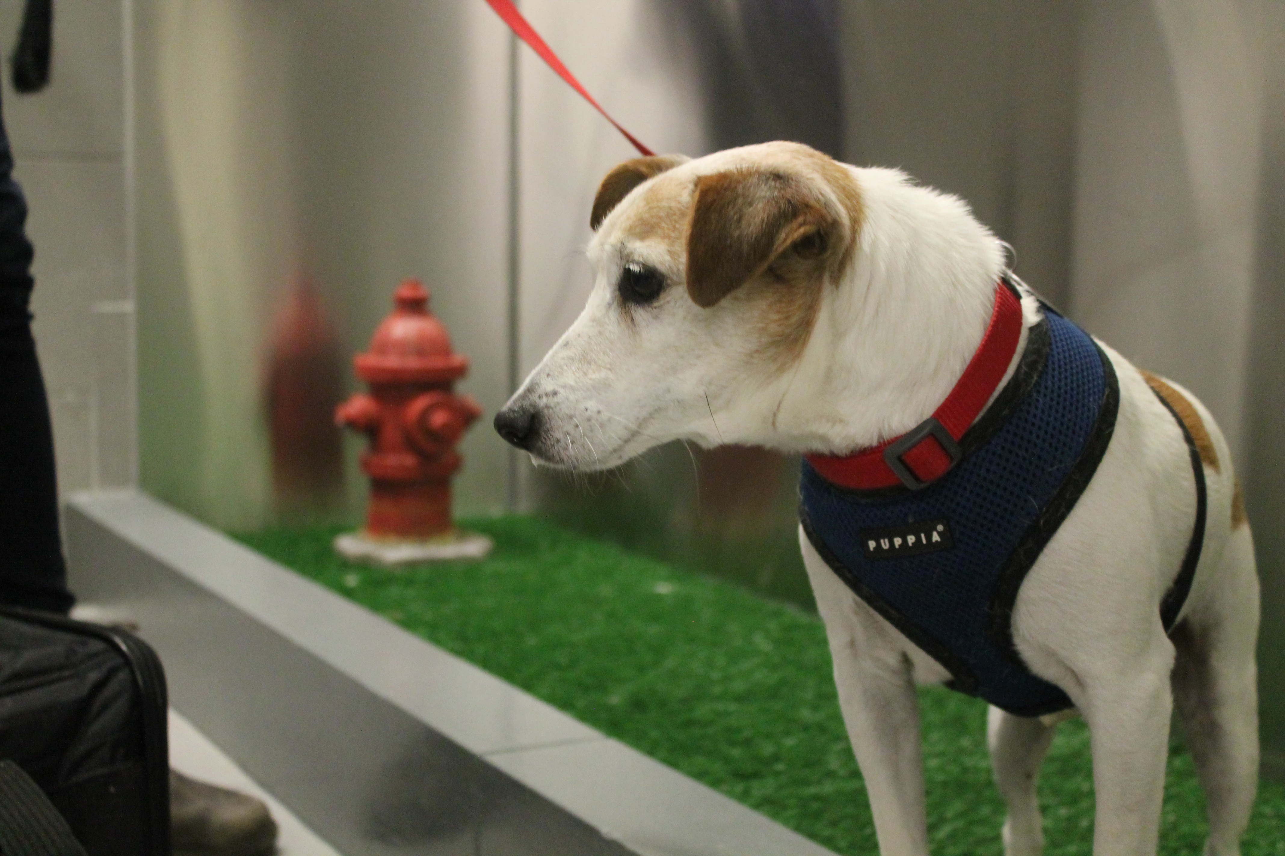 Wee-lief! Dogs get airport bathrooms of their own