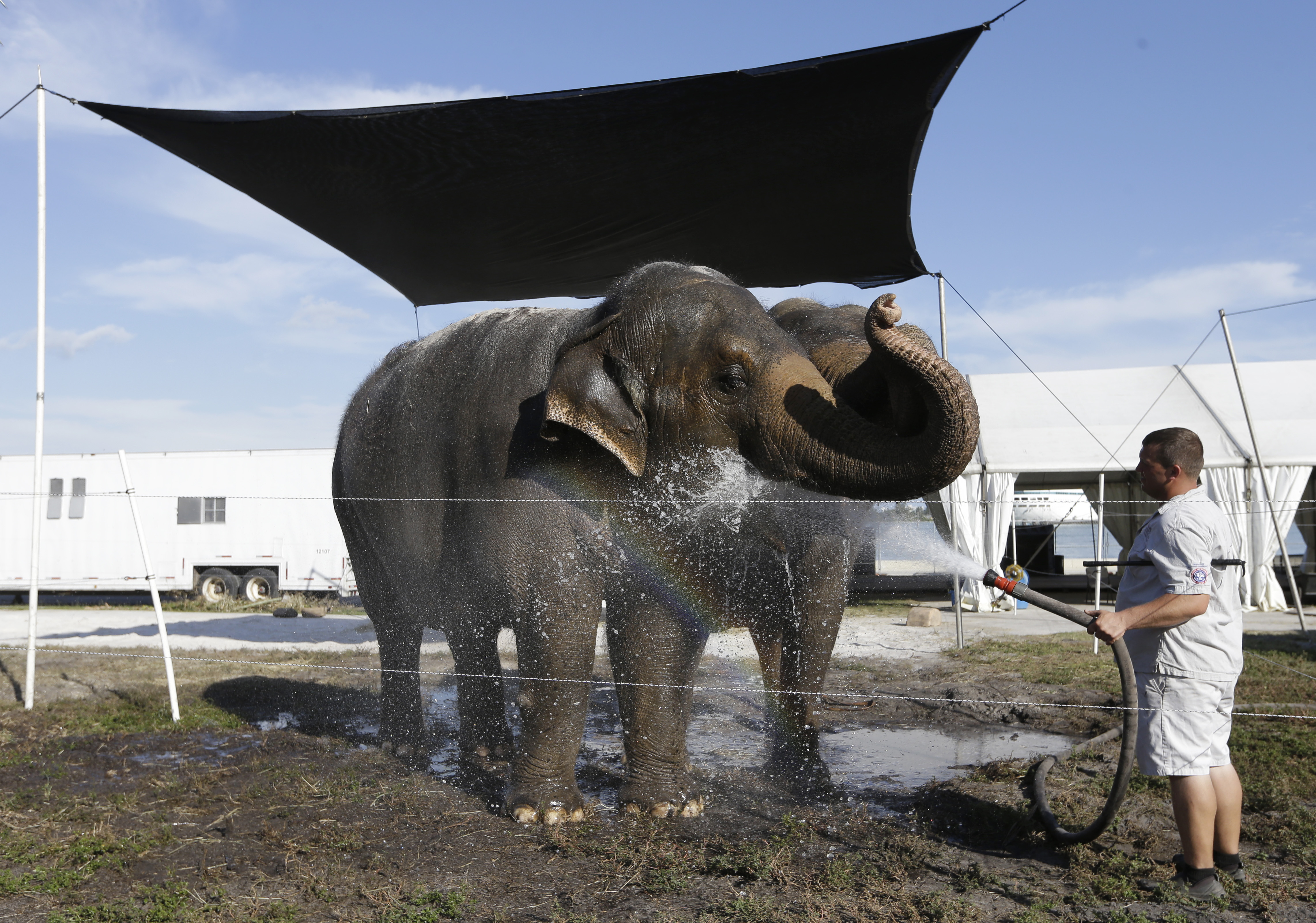 Elephants perform for final time at Ringling Bros.