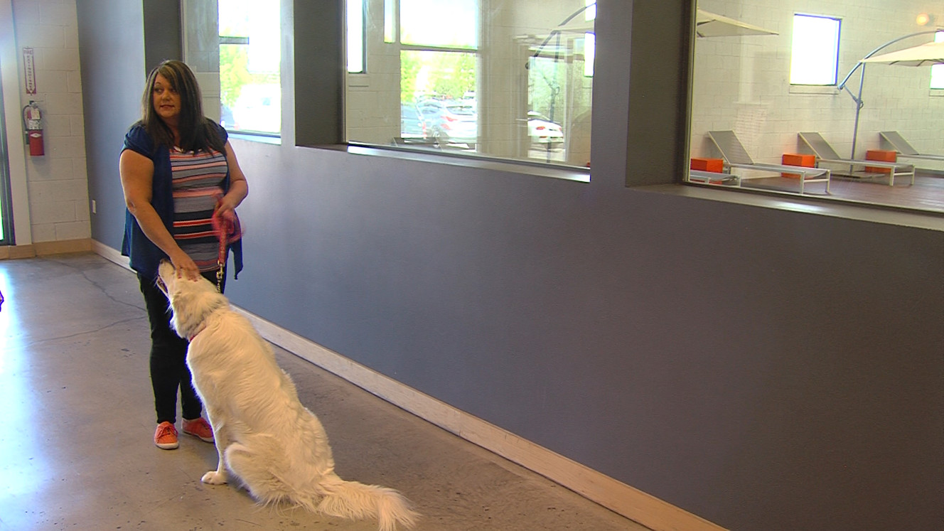 Dog accused of biting child ordered to be put down or sent to ranch