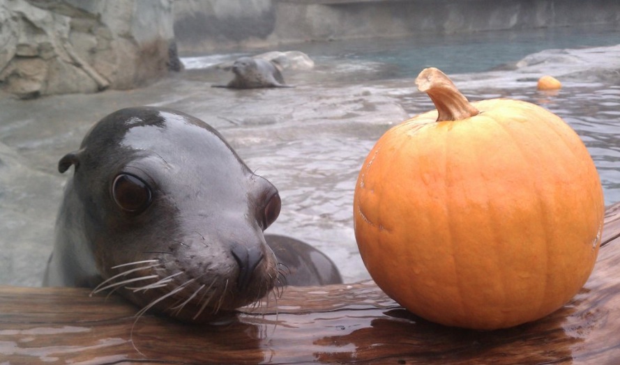 Sea lion dies at Hogle Zoo: 'Truly one of a kind'