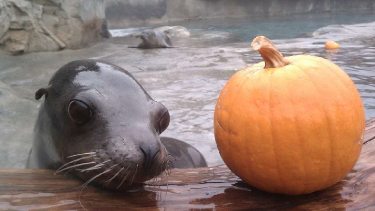 Sea lion dies at Hogle Zoo: 'Truly one of a kind'