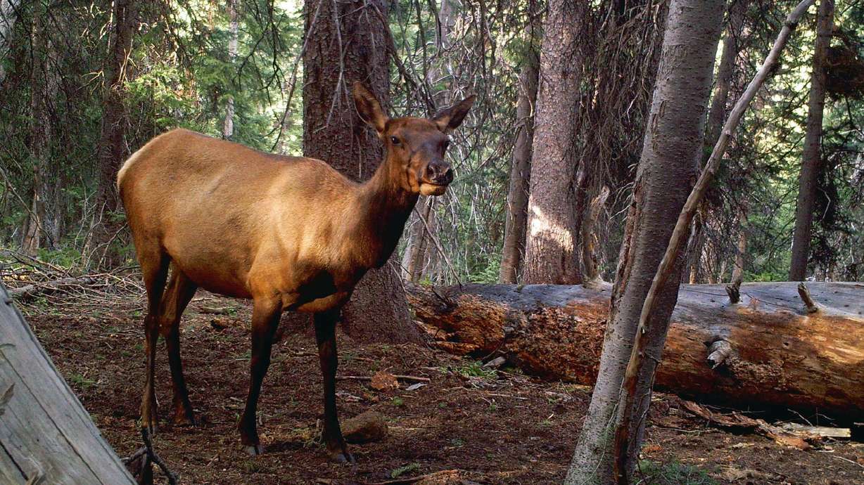 Moab business owner could lose hunting privileges after poaching case, DWR says