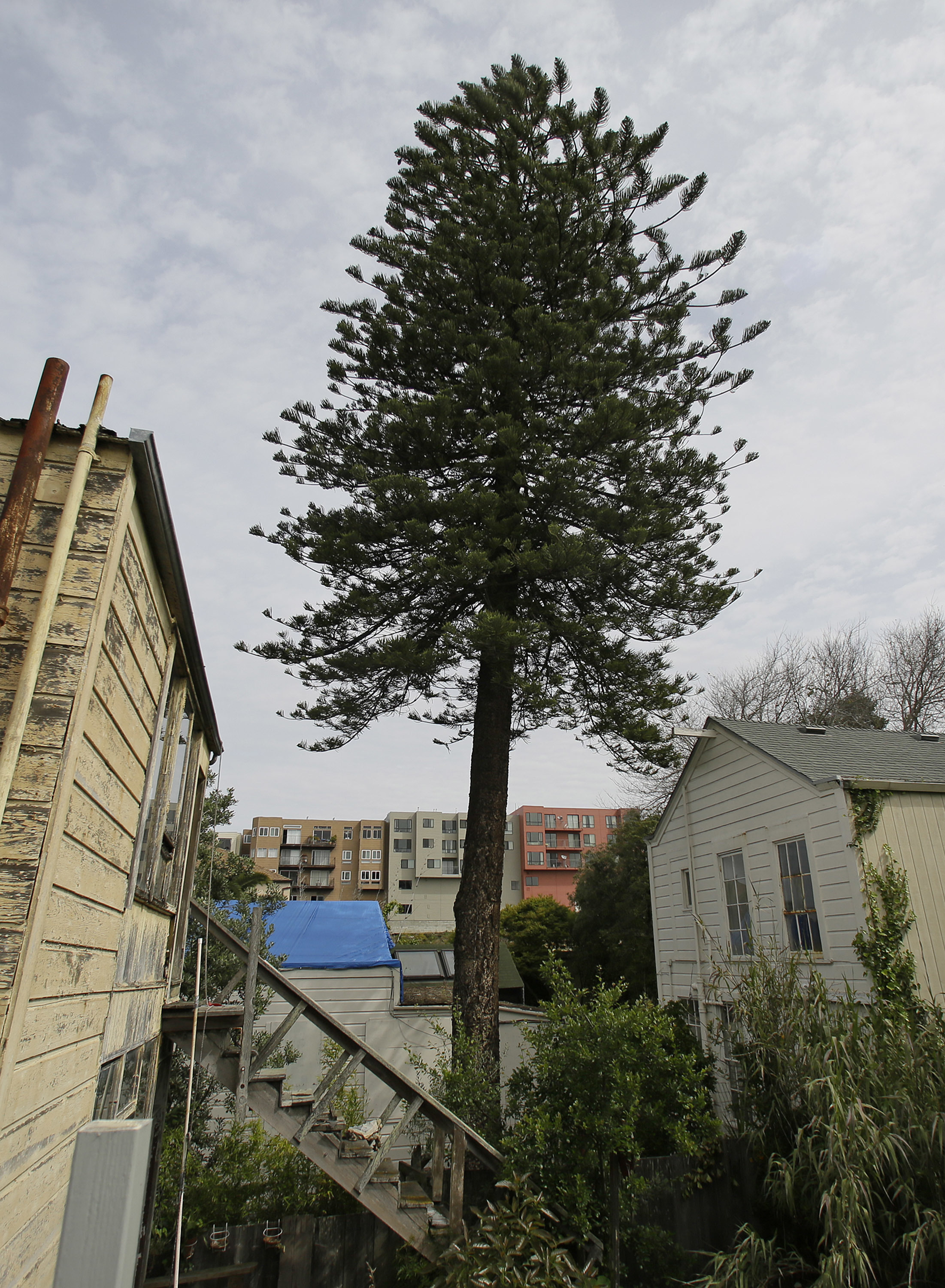 The Latest: San Francisco protects disputed tree in backyard