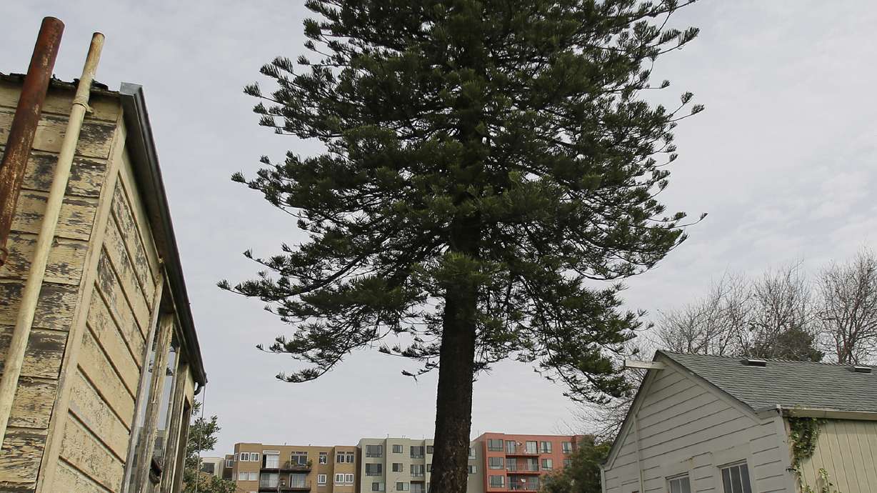 The Latest: San Francisco protects disputed tree in backyard