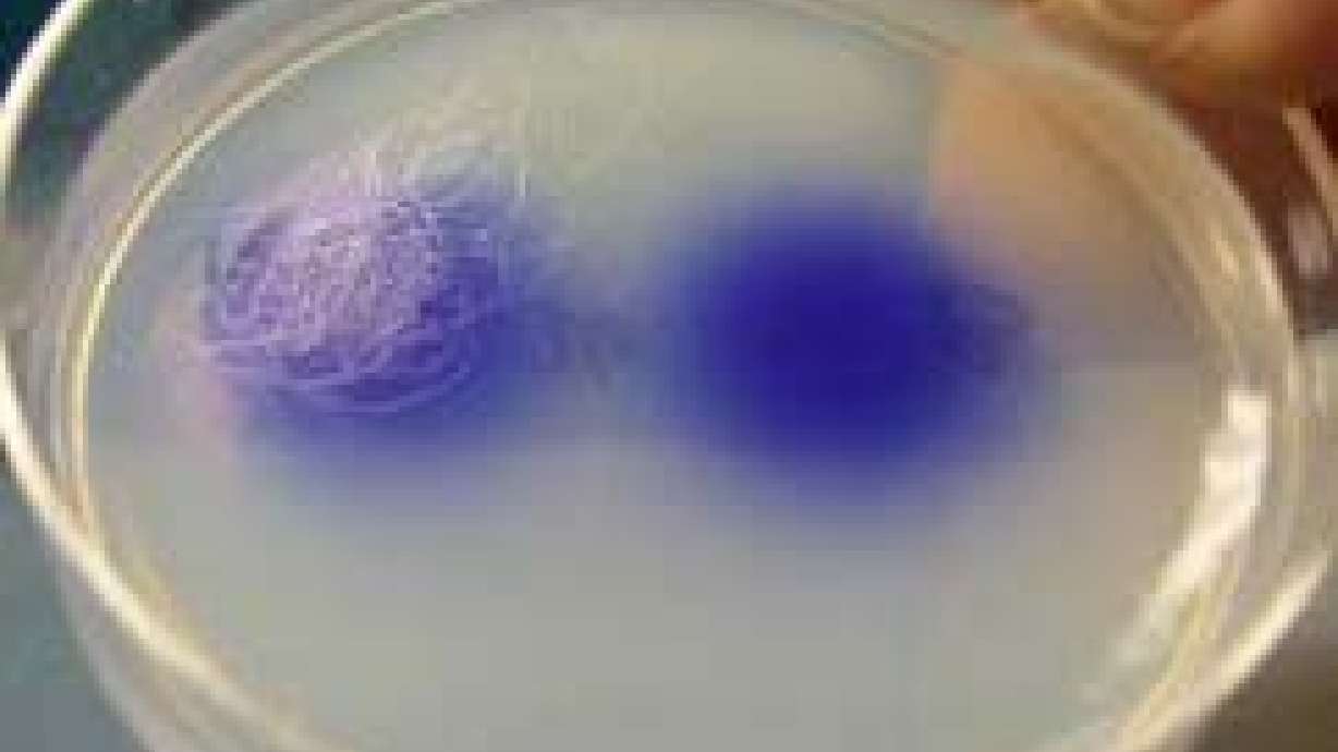 U of U Scientists Modify Sexual Behavior in Worms