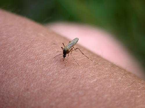 West Nile Season Ends in Utah