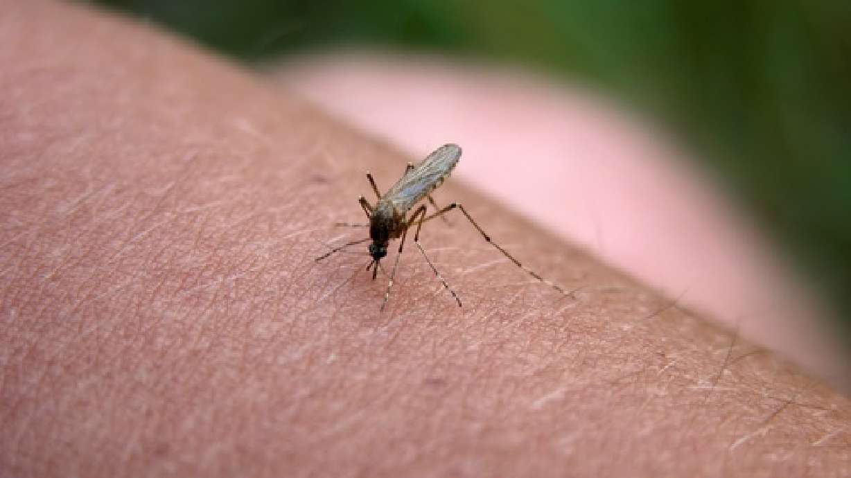An image of a mosquito. The West Nile virus, which is usually transmitted to humans through mosquito bite, was detected Friday in Cache County.