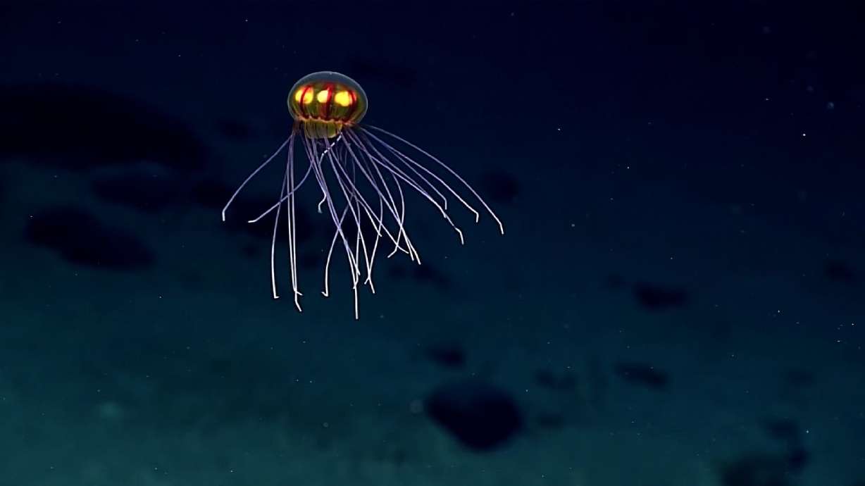 Science lovers enthralled by crazy glowing jellyfish