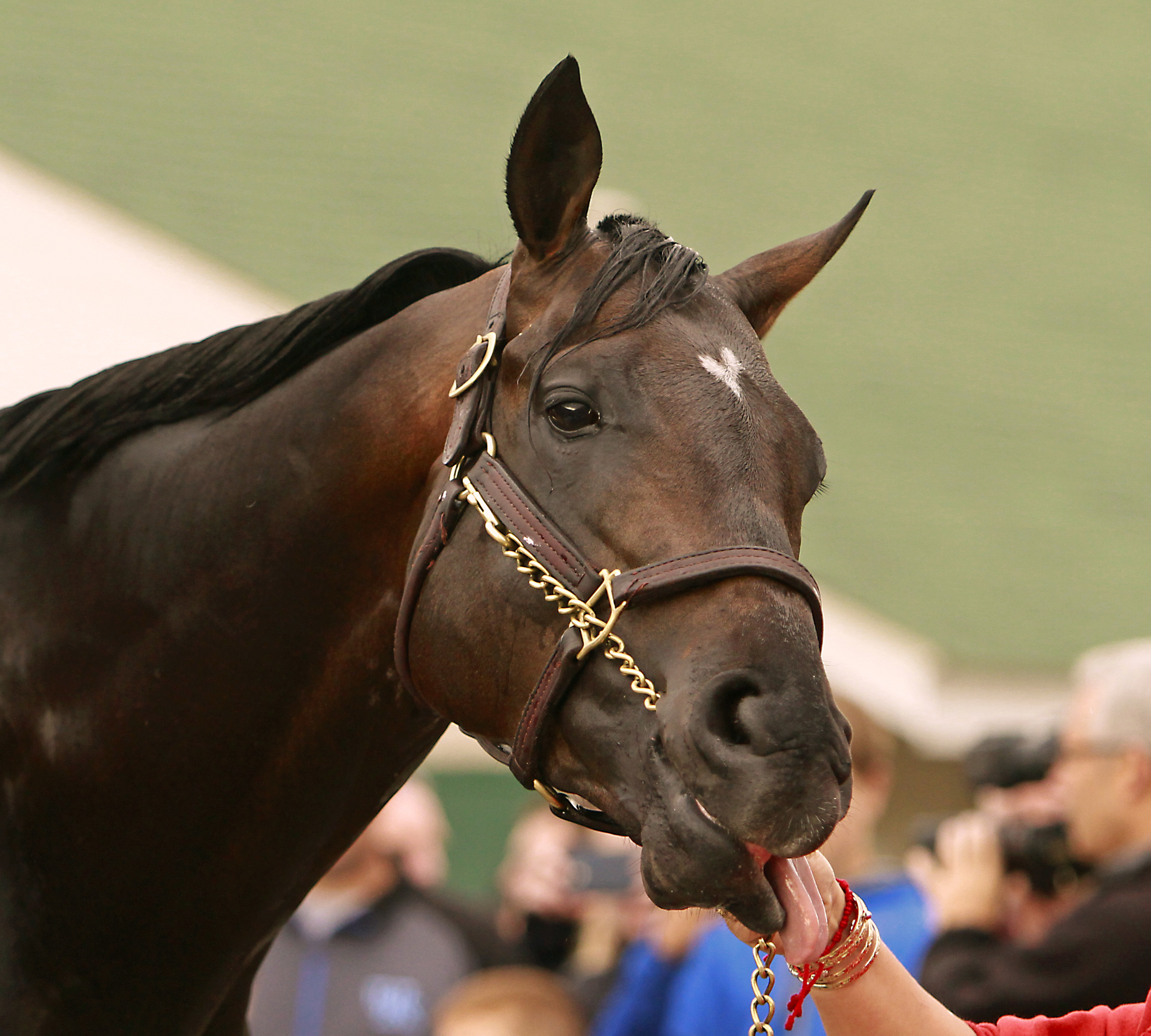 Nyquist draws No. 13 post as early 3-1 Kentucky Derby fav