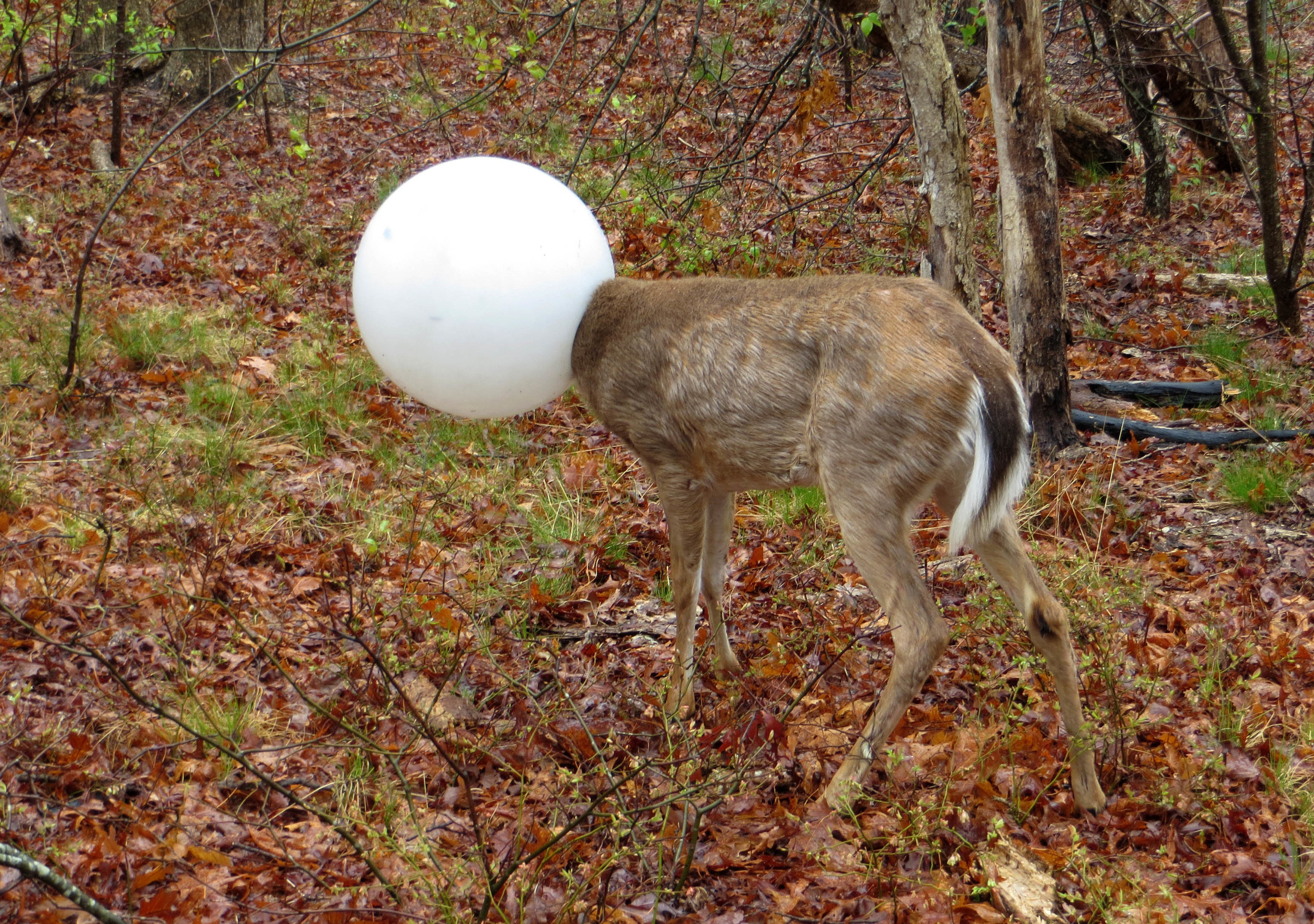 Officer rescues deer that had its head caught in light globe