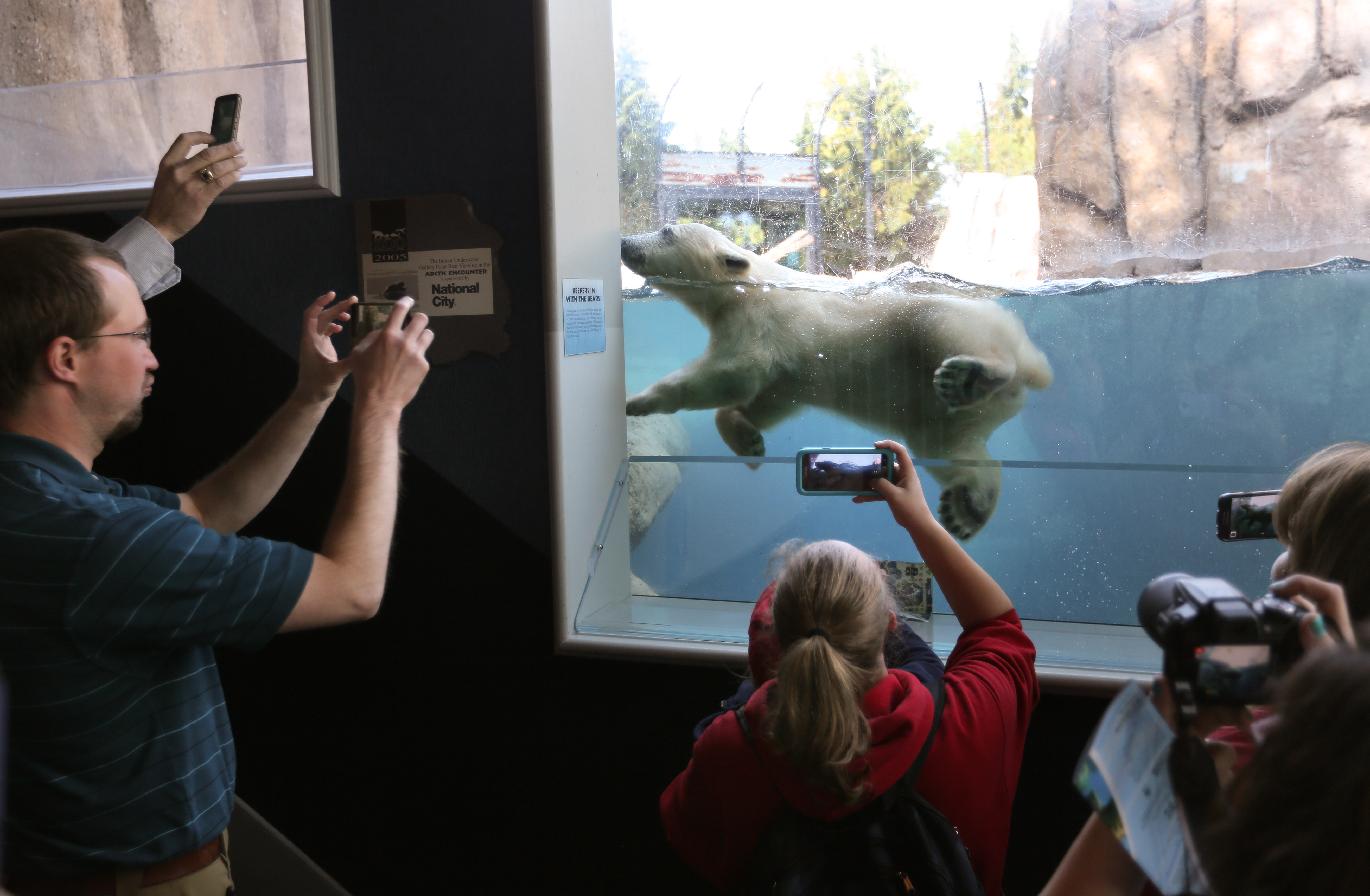 Polar bear cub named Hope makes debut at Toledo Zoo in Ohio