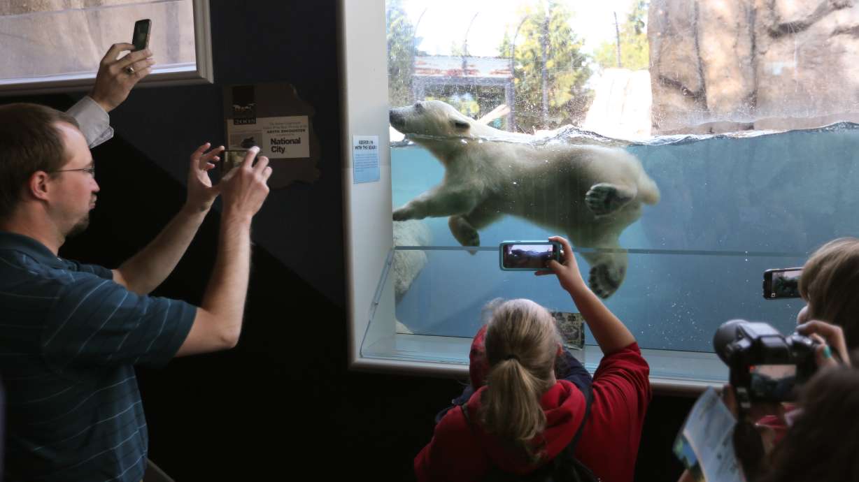 Polar bear cub named Hope makes debut at Toledo Zoo in Ohio
