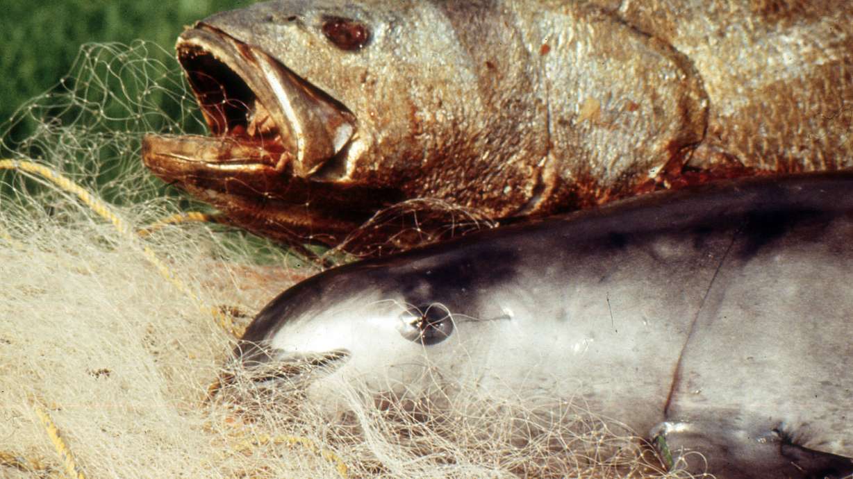 Experts: Mexico's Vaquita porpoise headed toward extinction