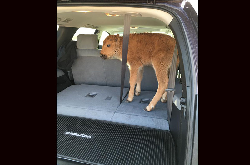 Two Canadian tourists spotted a newborn bison calf in May 2016 and thought the animal was cold. They loaded it into their SUV and drove to a ranger station “seriously worried that the calf was freezing and dying.”