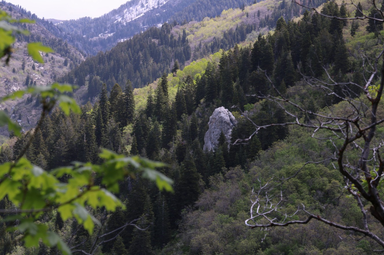 Hike of the Week: Elephant Rock offers shade, beautiful scenery
