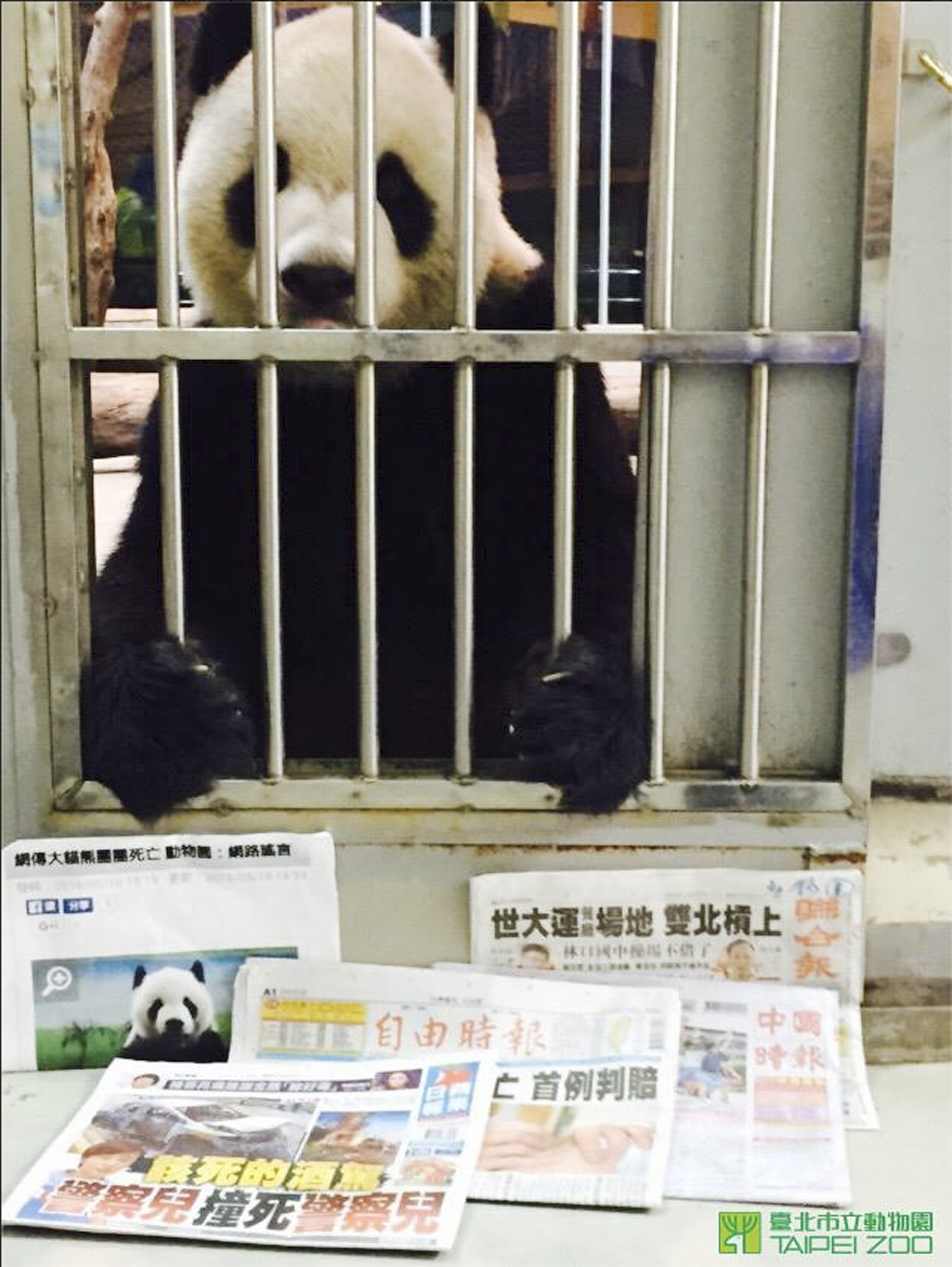 Taiwan panda's 'proof of life' photo debunks death rumors