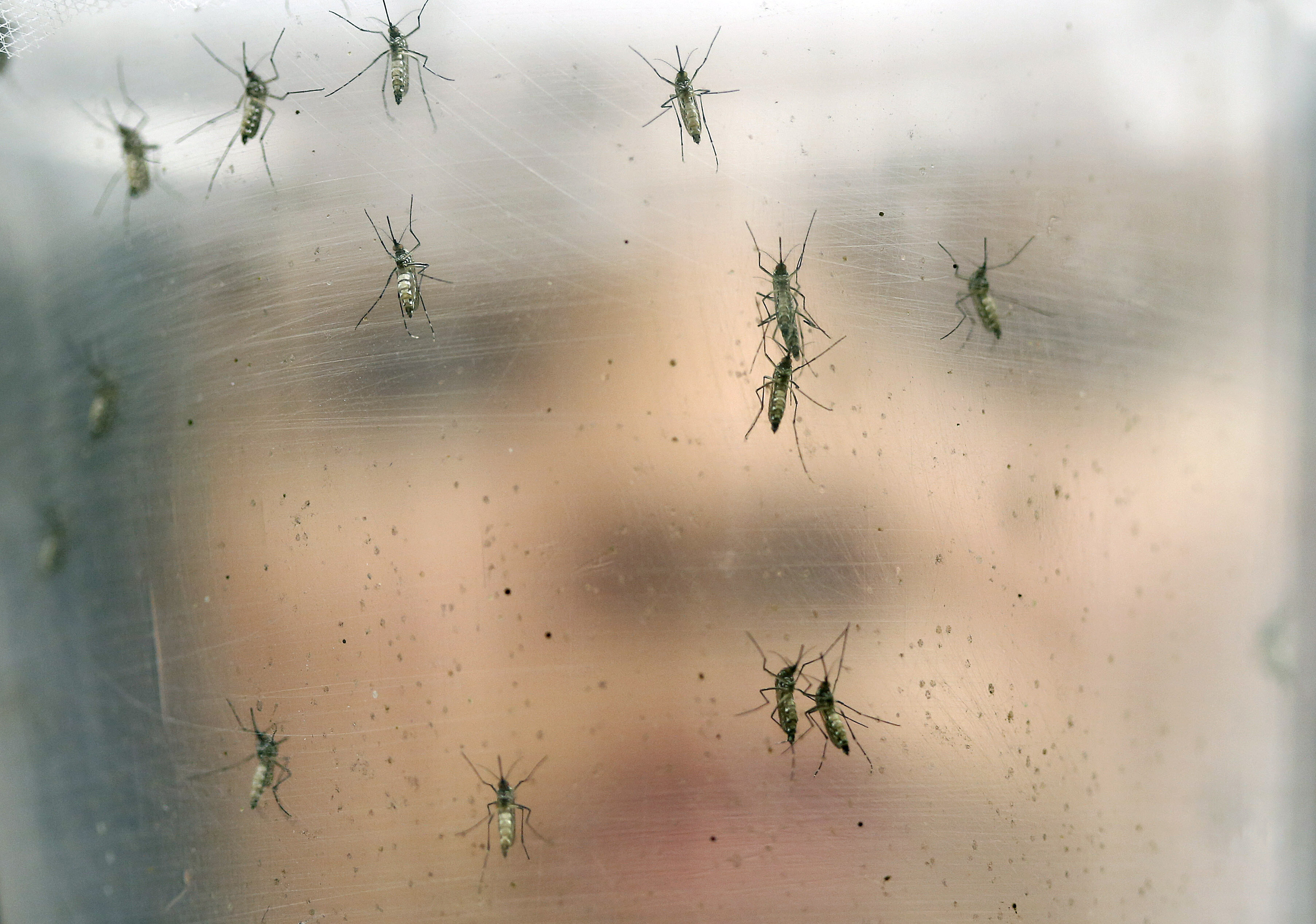 UN: Yellow fever outbreak is "serious" but not an emergency