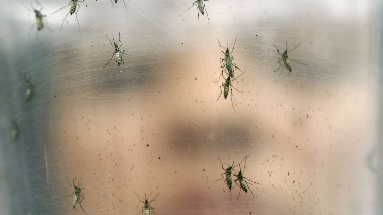 UN: Yellow fever outbreak is "serious" but not an emergency