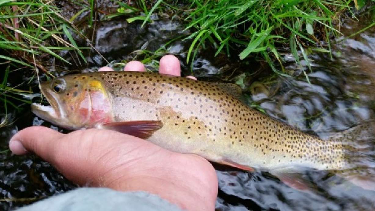 4 great spots to fish during runoff season