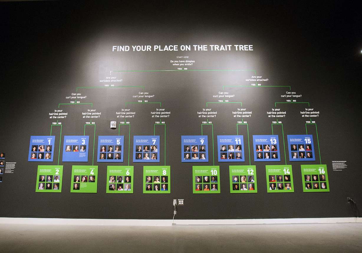 An interactive display showing different genetic traits is seen in the exhibit "Genome: Unlocking Life's Code" at the Natural History Museum of Utah in Salt Lake City, Friday, May, 20, 2016. The traveling exhibit also features ways Utah families have contributed to genetic research. (Photo: Hans Koepsell, Deseret News)