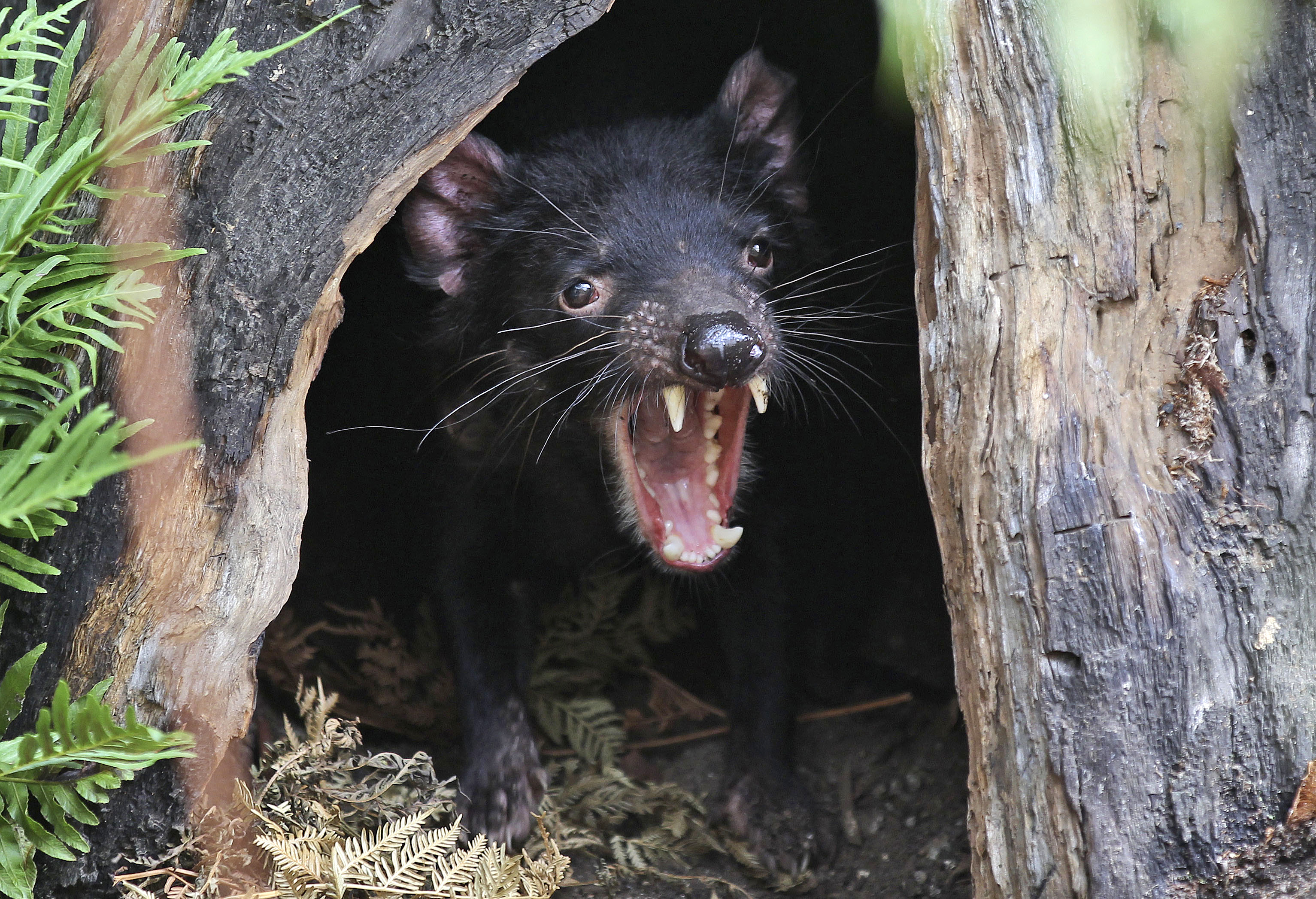 Saving devils, in a single disease-free corner of Tasmania