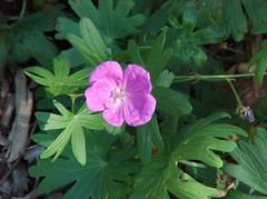 Geranium sanguineum