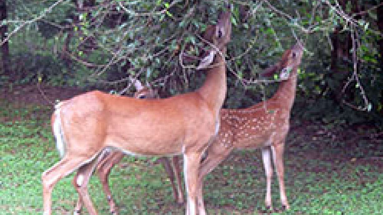 Preventing Deer Damage