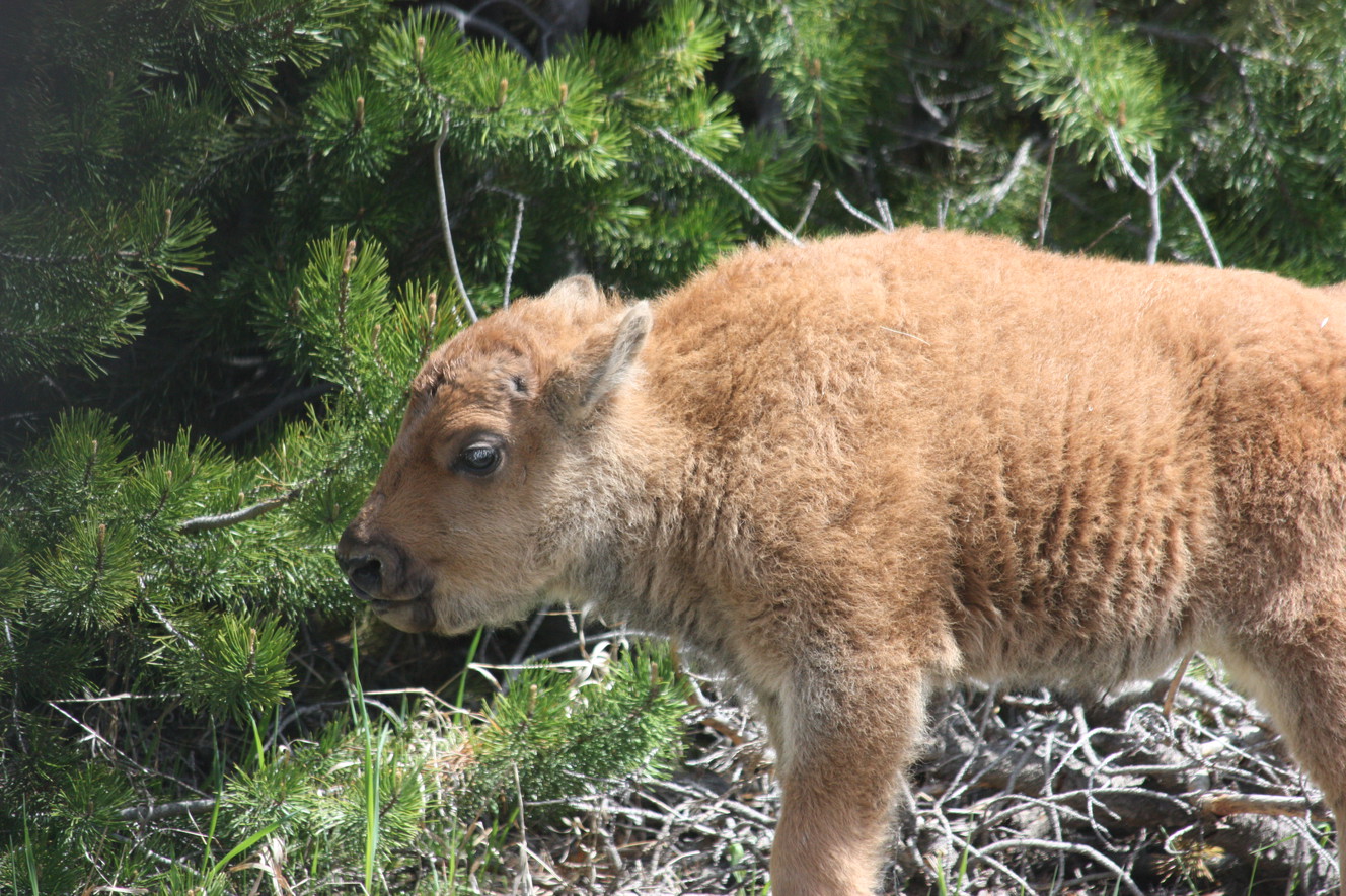 A baby bison near the West Yellowstone entrance. (Photo: Natalie Crofts/KSL)