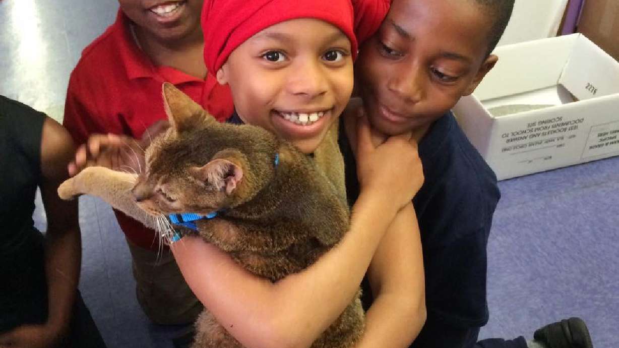 Correction: Declawing Cats story