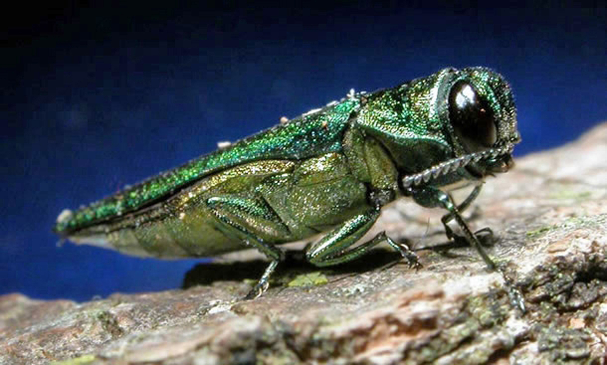 Use of parasitic wasps to fight ash borer grows to 24 states
