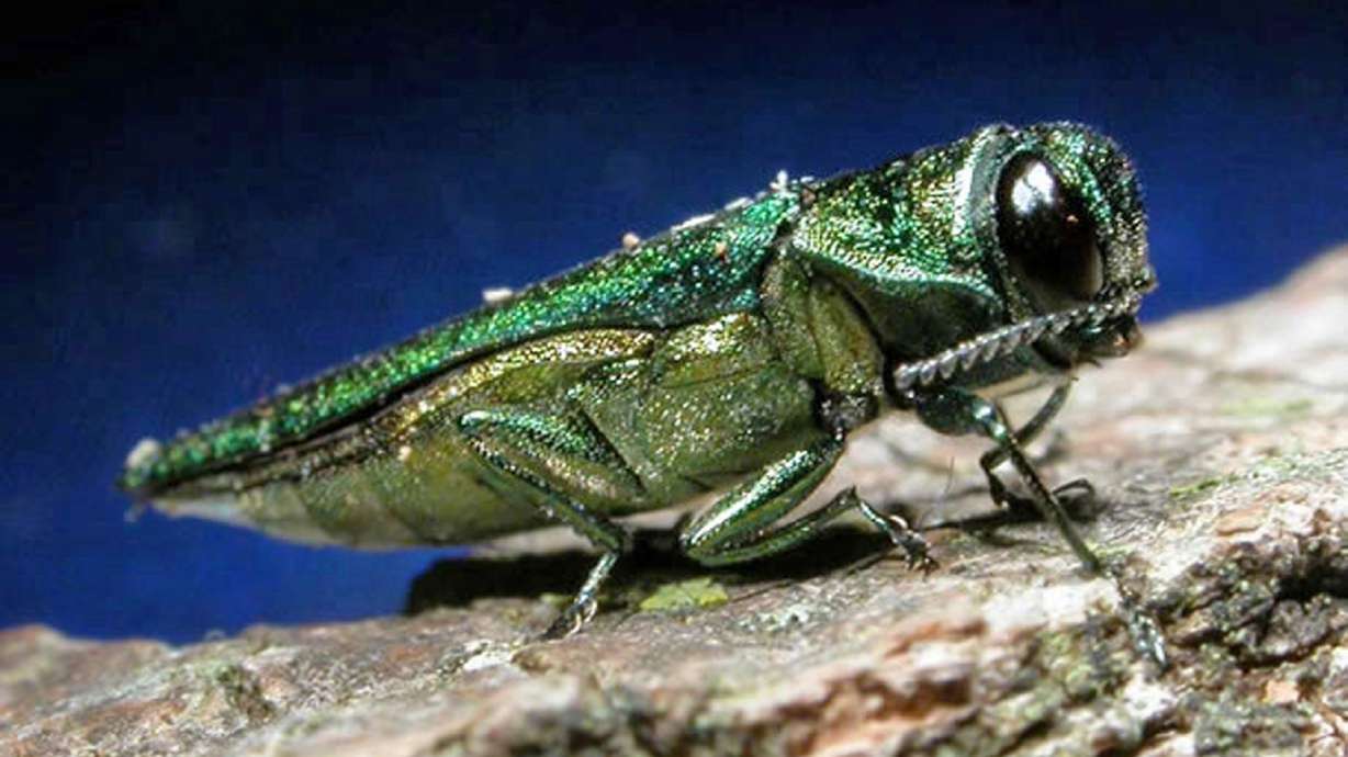 Use of parasitic wasps to fight ash borer grows to 24 states