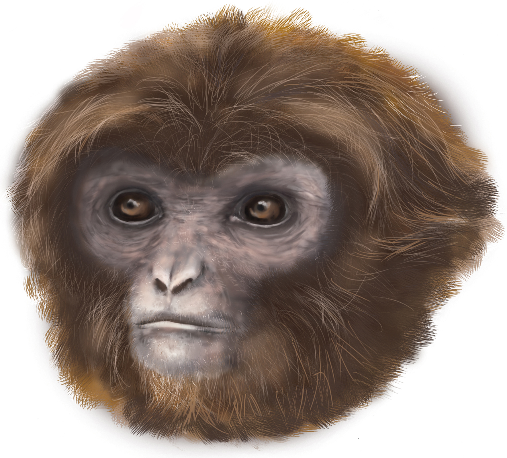 Pliobates catalonia: Artist’s recreation of the life appearance.