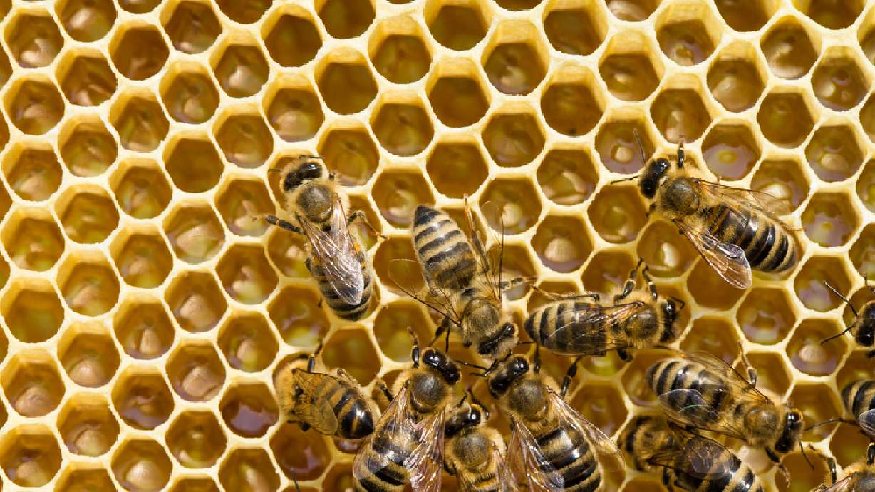 Bees chase car for 2 days to rescue queen