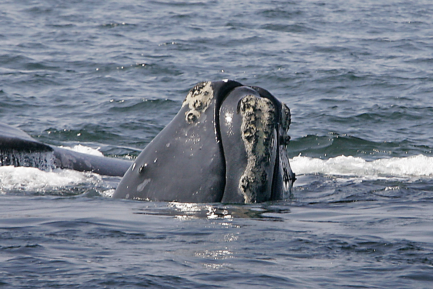 Whale-finding phone app grows in use, steering mariners away
