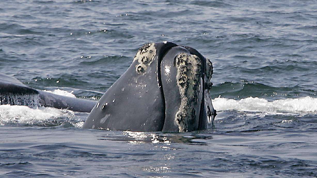 Whale-finding phone app grows in use, steering mariners away