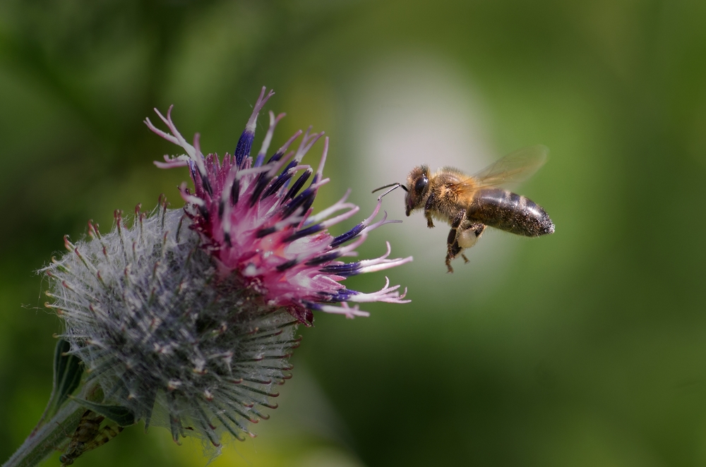 Scientists say bees can do basic math