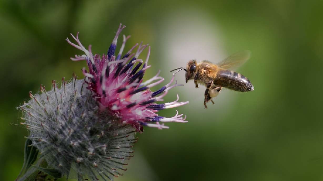 Man dies after being stung by bees 1,000 times