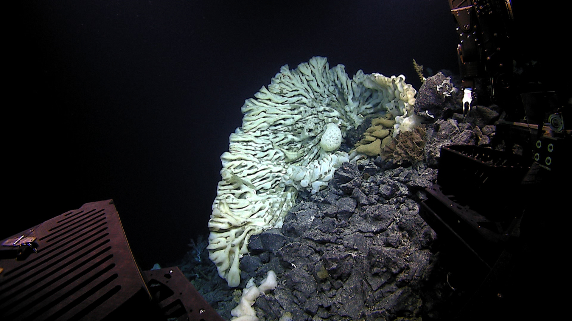 This Aug. 12, 2015 photo provided by NOAA’s Office of Exploration and Research/Hohonu Moana 2015 shows a massive sponge photographed at a depth of about 7,000 feet in the Papahanaumokuakea Marine National Monument off the shores of the Northwestern Hawaiian Islands. (NOAA Office of Exploration and Research/Hohonu Moana 2015 via AP)