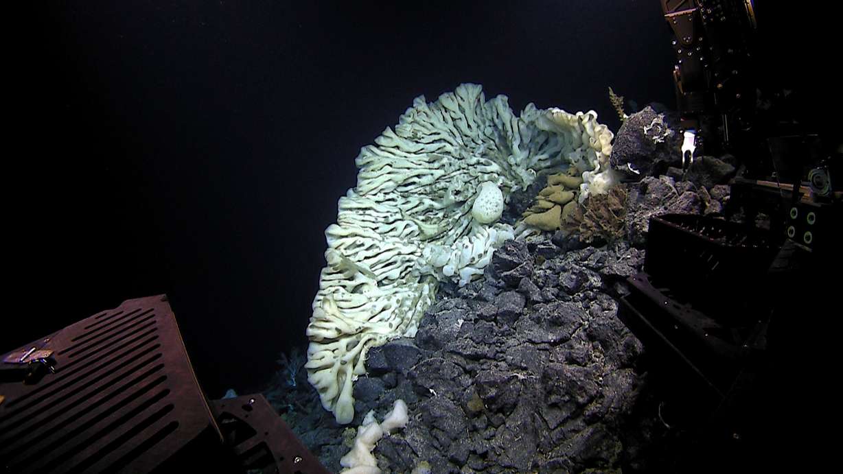 This Aug. 12, 2015 photo provided by NOAA’s Office of Exploration and Research/Hohonu Moana 2015 shows a massive sponge photographed at a depth of about 7,000 feet in the Papahanaumokuakea Marine National Monument off the shores of the Northwestern Hawaiian Islands. (NOAA Office of Exploration and Research/Hohonu Moana 2015 via AP)