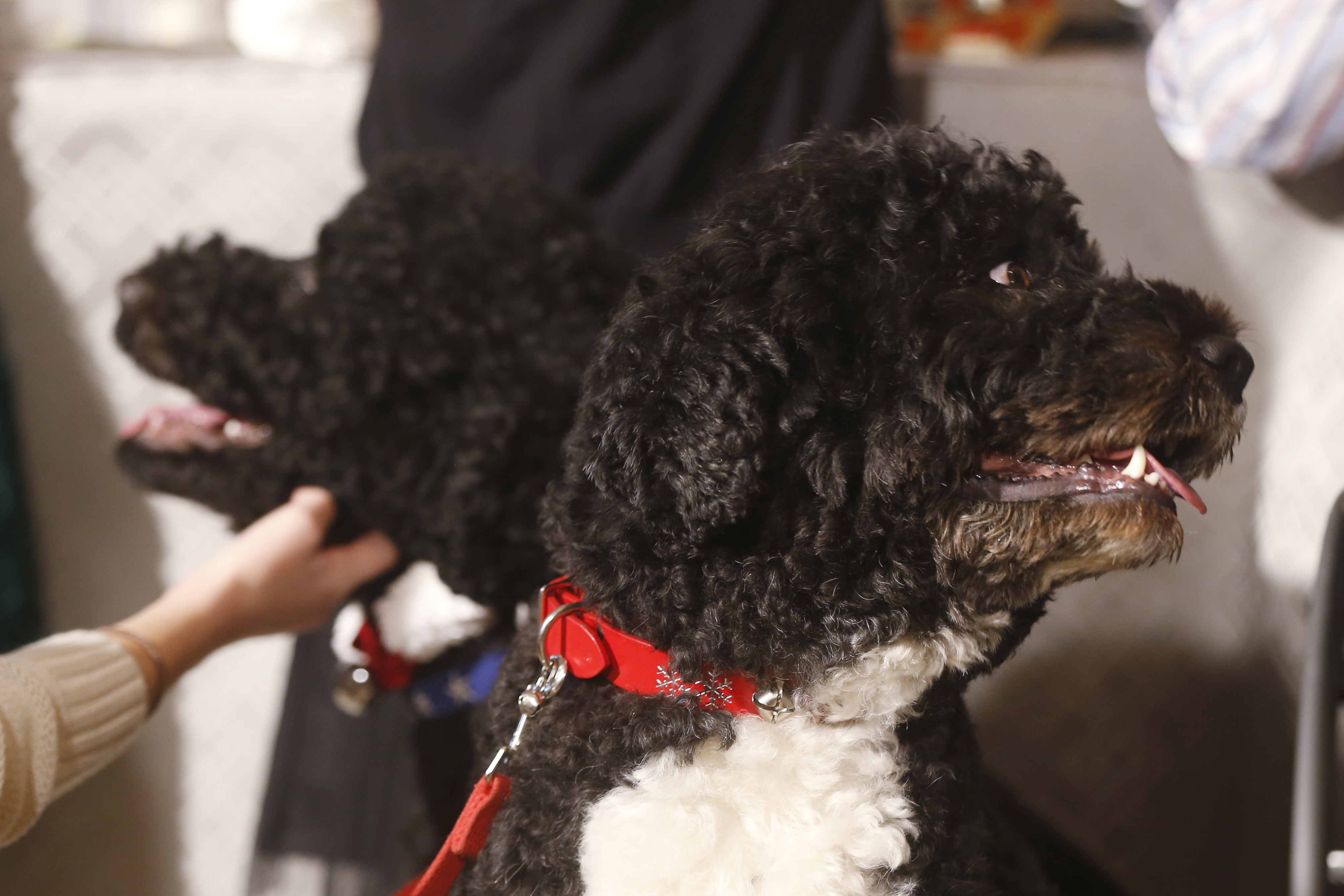 Hardly a dog's life for Obama's pets Bo and Sunny
