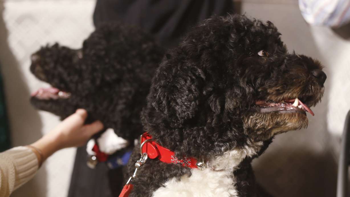 Hardly a dog's life for Obama's pets Bo and Sunny