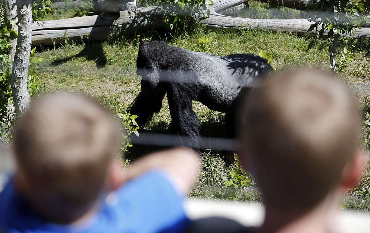 Husani, a silverback gorilla, walks in his enclosure at Utah's Hogle Zoo in Salt Lake City on Tuesday, May 31, 2016. (Photo: Ravell Call, Deseret News)