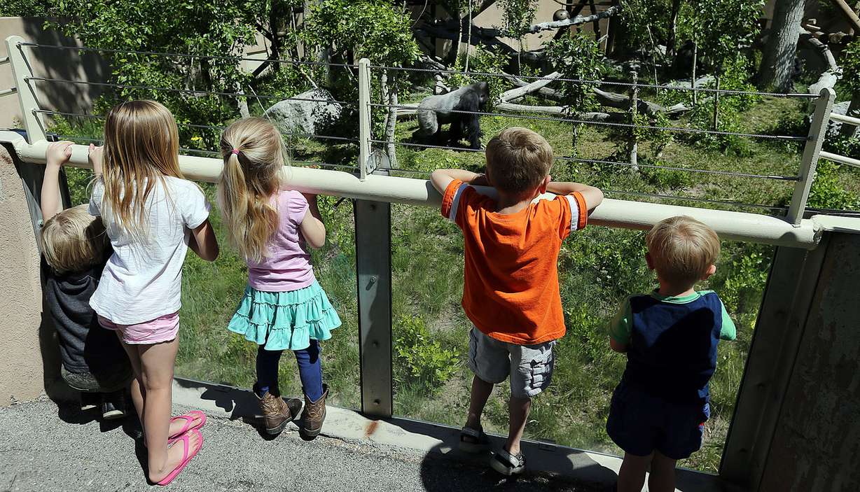 Children watch as gorillas walk around their enclosure at Utah's Hogle Zoo in Salt Lake City on Tuesday, May 31, 2016. (Photo: Ravell Call, Deseret News)