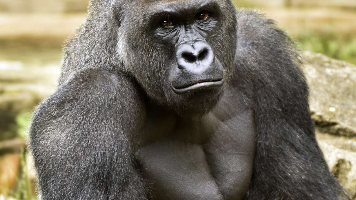 The Latest: Mom of boy in gorilla pen shouted: 'Be calm!'