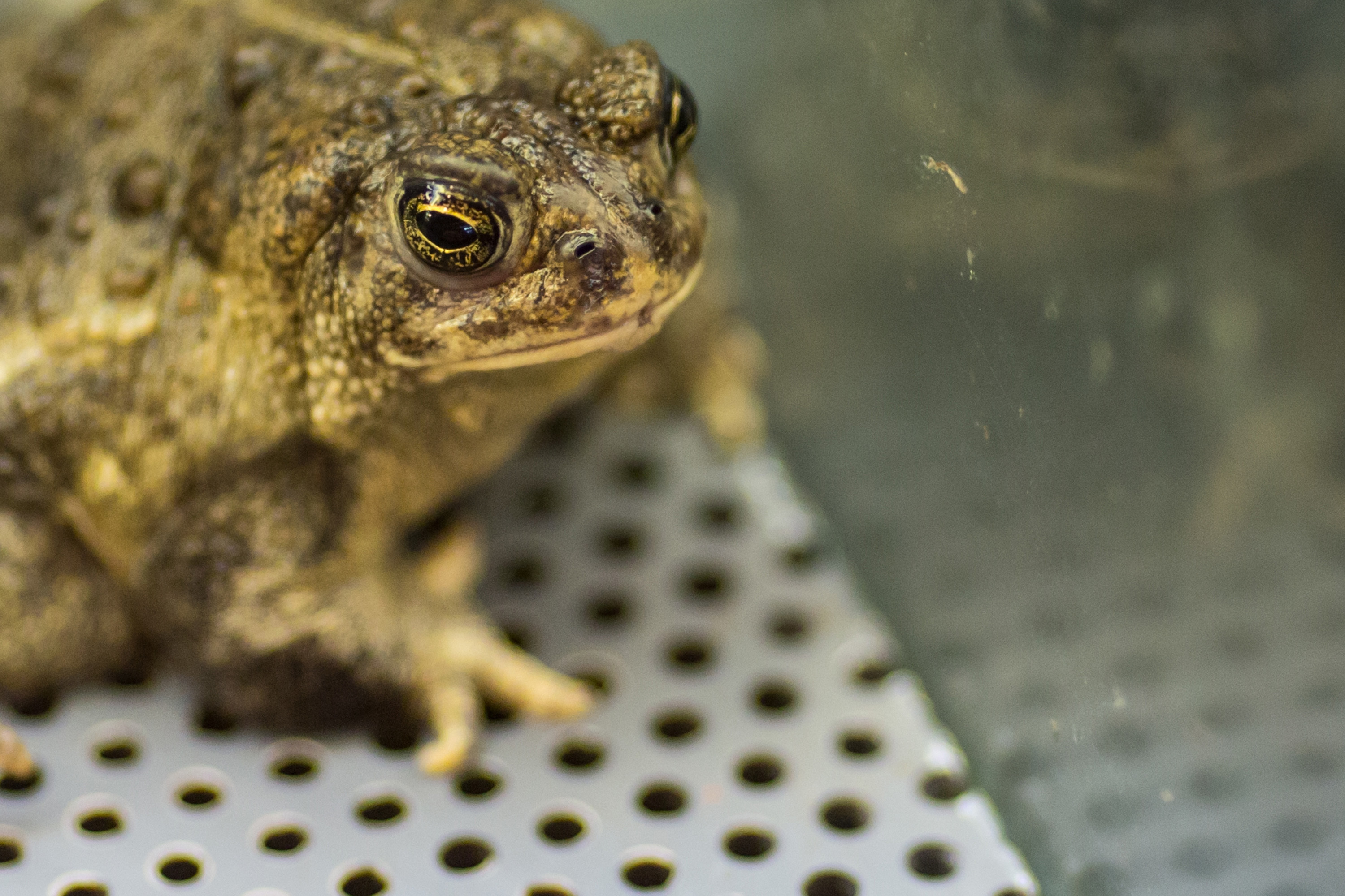 Researchers release hundreds of endangered toads in Wyoming